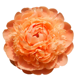 Pivoine