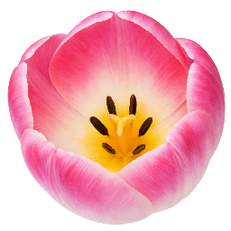 Tulipe