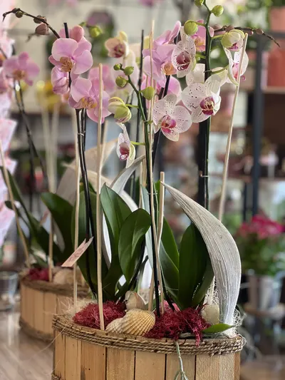 Jardin d'orchidées — création florale