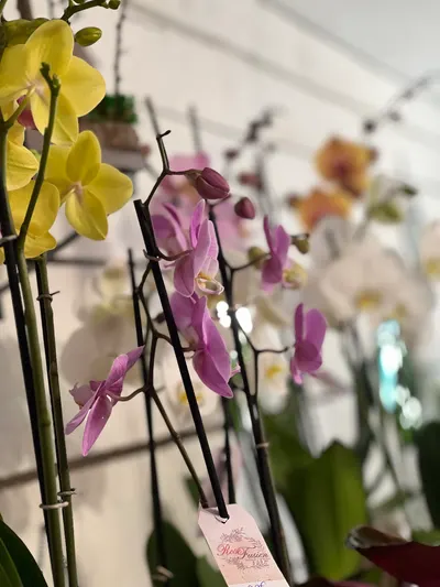Orchidées — création florale