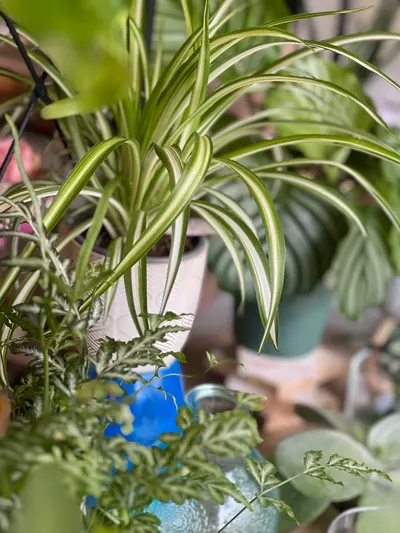 Plante Verte D'intérieur — création florale