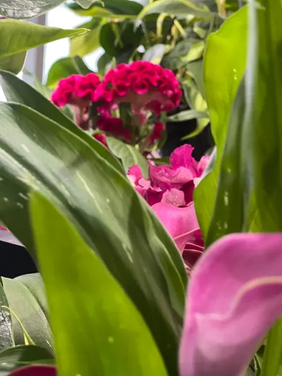 Plante Fleurie Intérieur — création florale