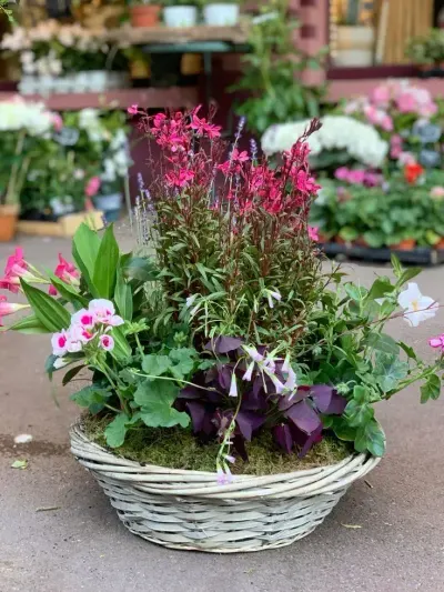 Jardin de plante — création florale
