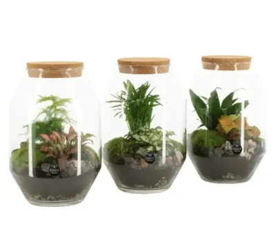 Terrarium plantes — création florale