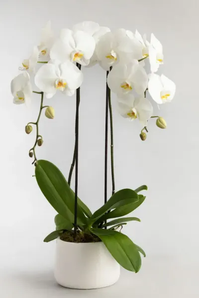 Orchidée Morgane — création florale