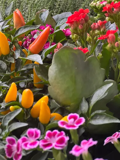 Plante Extérieur Fleurie — création florale